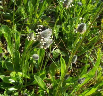 Hare's Foot Plantain
