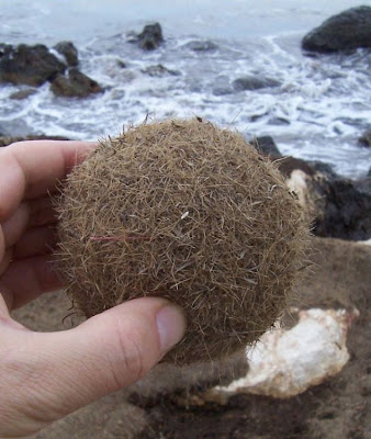 Neptune Grass