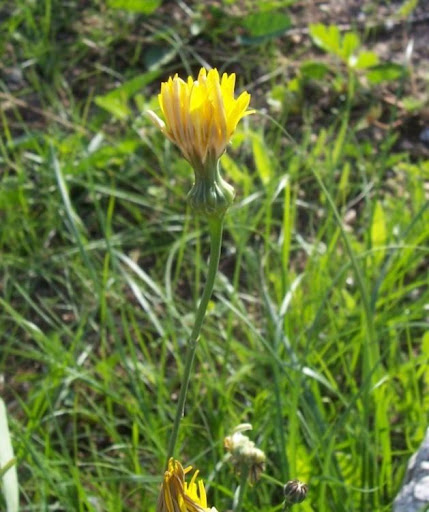 flora italiana