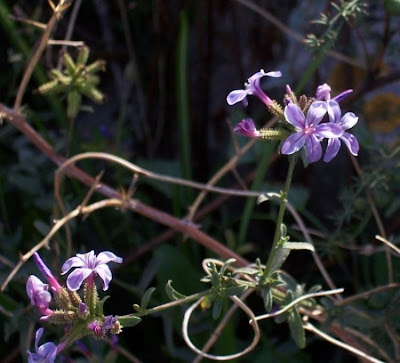 European plumbago