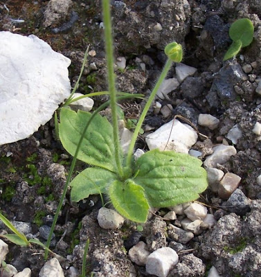Ranunculus bullatus,
Autumn Buttercup,
Ranuncolo rosulato