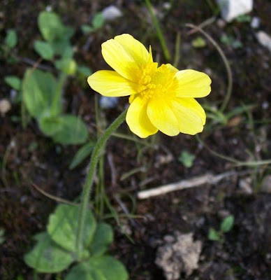Ranunculus bullatus,
Autumn Buttercup,
Ranuncolo rosulato