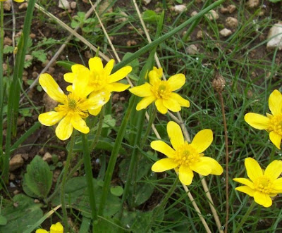 Ranunculus bullatus,
Autumn Buttercup,
Ranuncolo rosulato