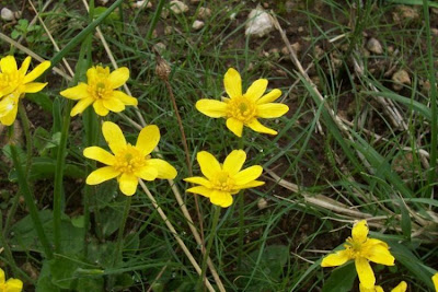 Ranunculus bullatus,
Autumn Buttercup,
Ranuncolo rosulato