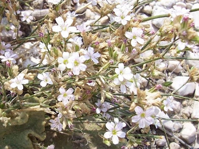 Garofanina spaccasassi