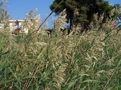 Common reed Common reed