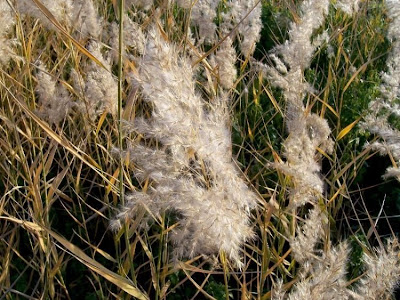Common reed Common reed