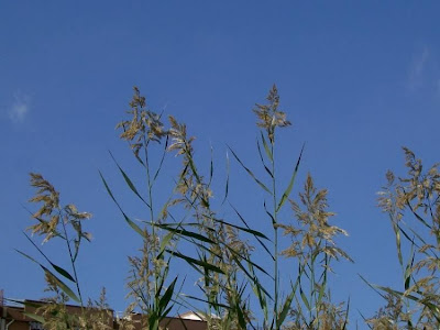Common reed Common reed