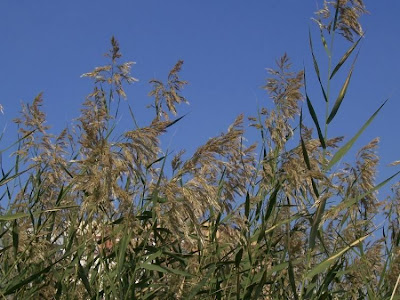 Common reed Common reed