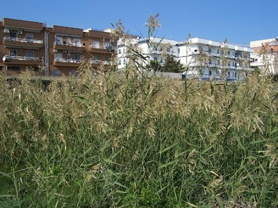 Common reed Common reed