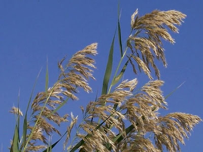 Common reed Common reed
