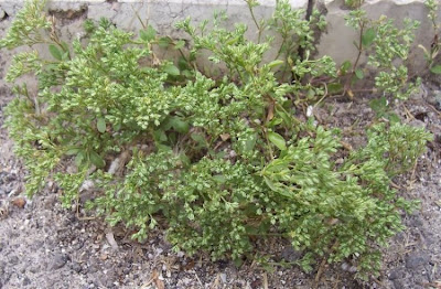 Four Leaved Allseed Four Leaved Allseed