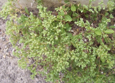 Four Leaved Allseed Four Leaved Allseed