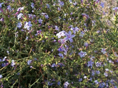European plumbago