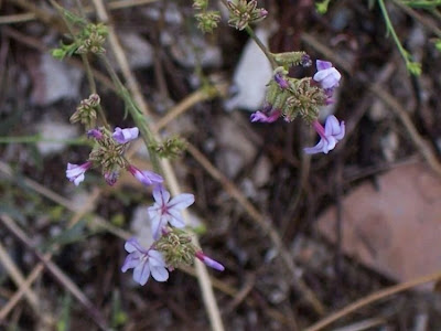 European plumbago
