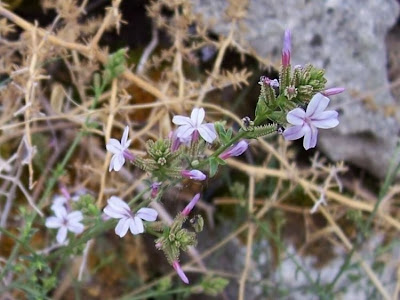European plumbago