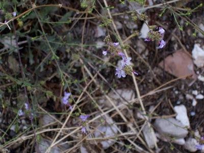 European plumbago