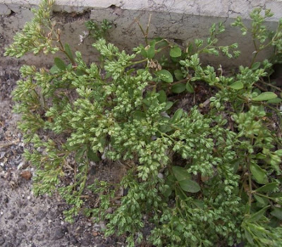 Four Leaved Allseed Four Leaved Allseed