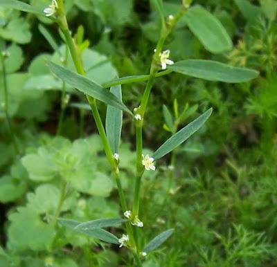Narrowleaf knotweed
