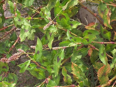 Erva-de-bicho-pruinosa
