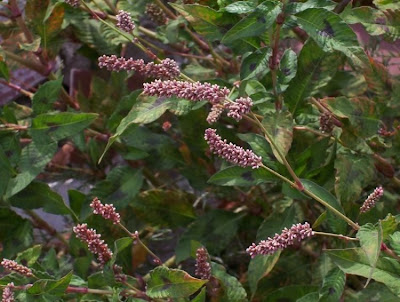 Erva-de-bicho-pruinosa