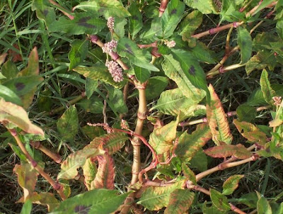 Erva-de-bicho-pruinosa