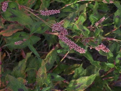 Erva-de-bicho-pruinosa