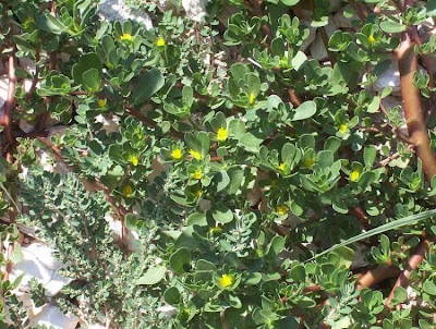 Verdolaga