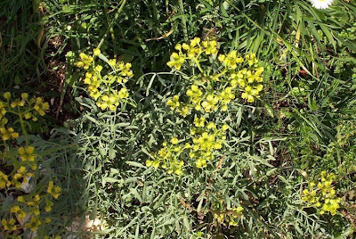 Common rue Common rue
