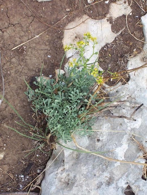 Common rue Common rue