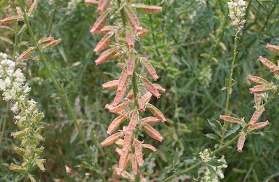 Erba ruchetta