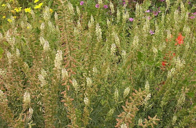 Erba ruchetta