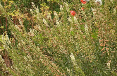 Erba ruchetta
