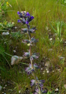 Salvia verbenaca L.