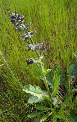 Salvia verbenaca L.