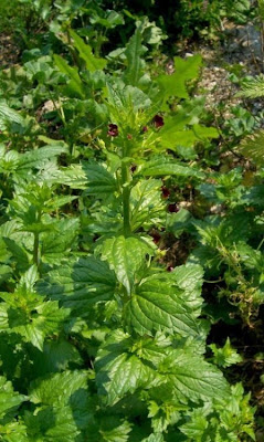 Nettle Leaved Figwort
