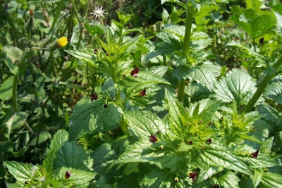 Nettle Leaved Figwort