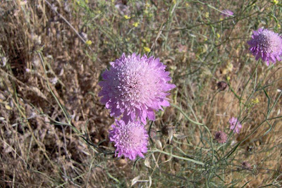 Escabiosa menor Escabiosa menor