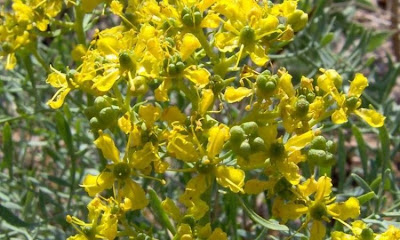 Common rue Common rue