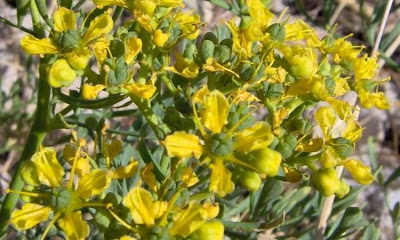 Common rue Common rue