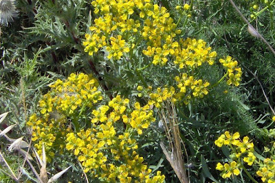 Common rue Common rue