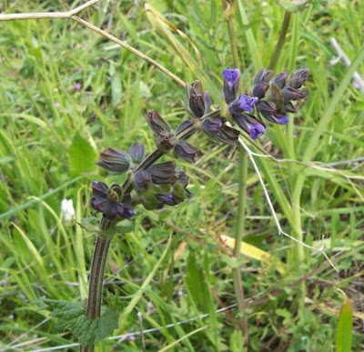 Vervain sage