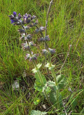 Salvia verbenaca L.