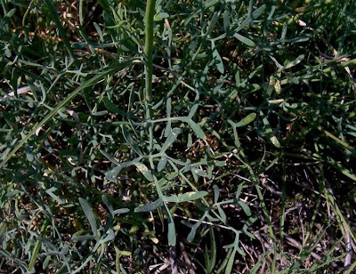 Common rue Common rue