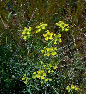 Common rue Common rue