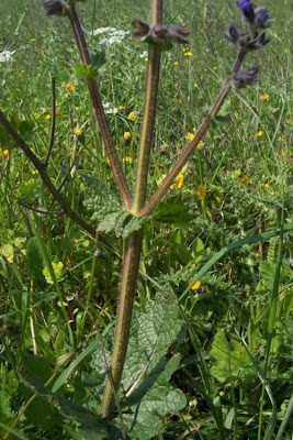 Salvia verbenaca L.