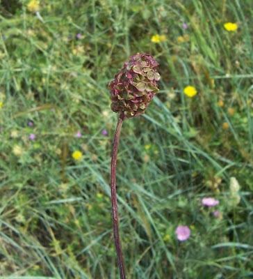 Garden burnet