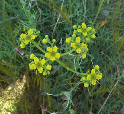 Common rue Common rue