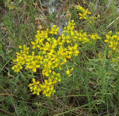 Common rue Common rue