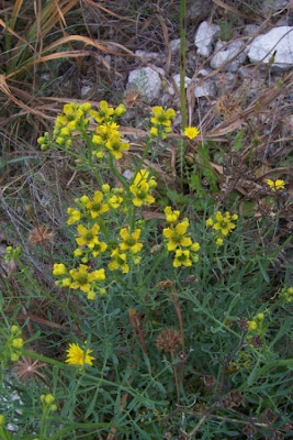 Common rue Common rue